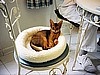 Bob & Sue's Annabelle